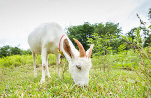 Teknik Fermentasi Kering untuk Pakan Kambing