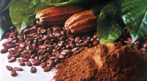 Proses Pemisahan Coklat dari Cangkang Biji Kakao