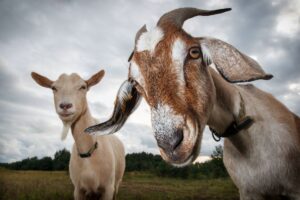 kambing