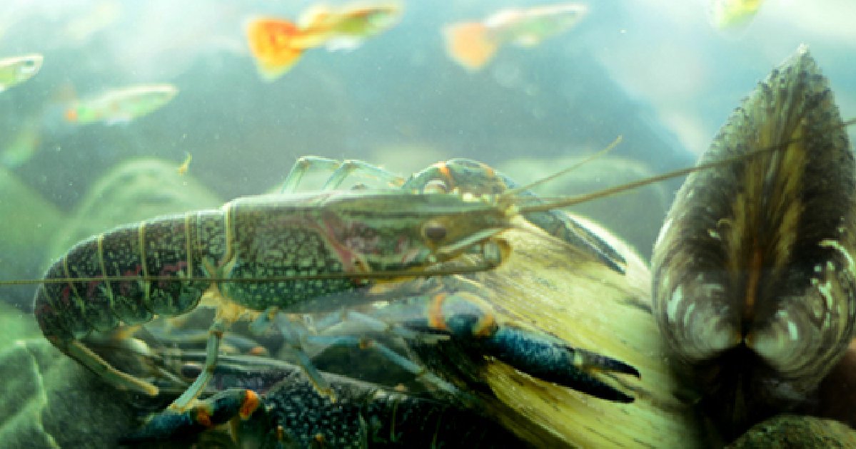pengembangan lobster air tawar