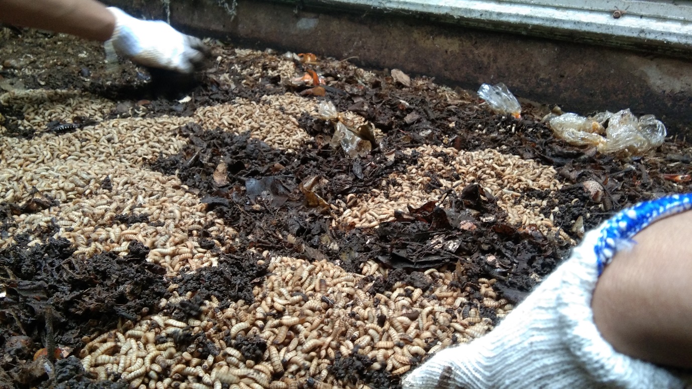 cara membuat maggot dari dedak