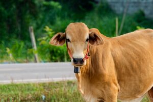 pemelliharaan sapi potong